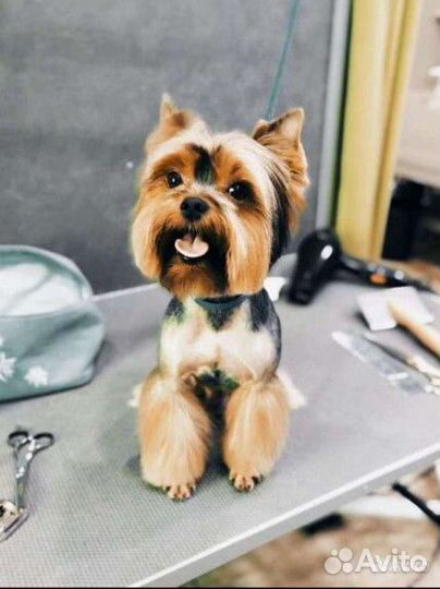 Стрижка собак и кошек.Удаление зубного камня