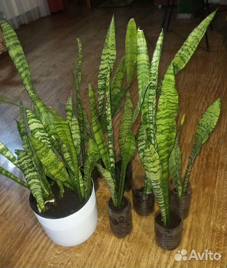 Сансевиерия (Тёщин язык)