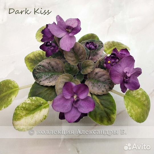 Листы фиалок полумини/мини