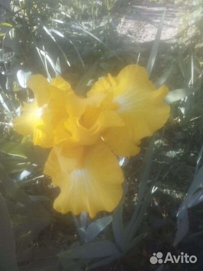 Ирисы бородатые