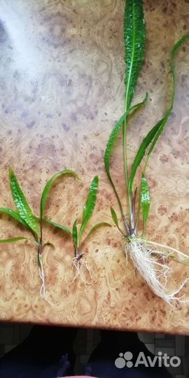 Роголистник красностебельный