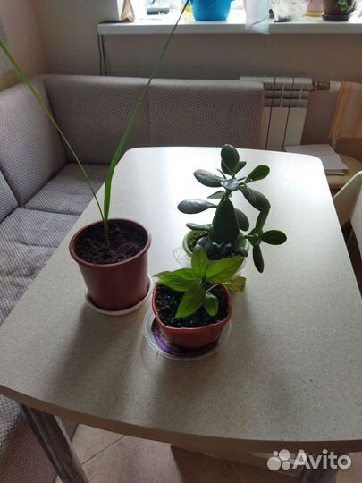 Комнатные растения бесплатно