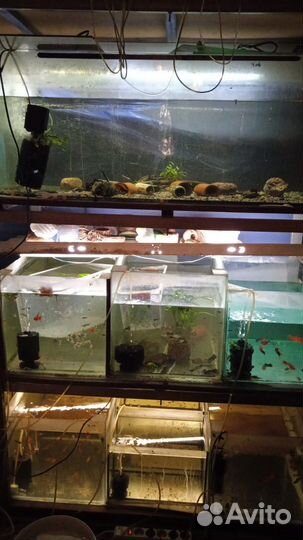 Аквариум