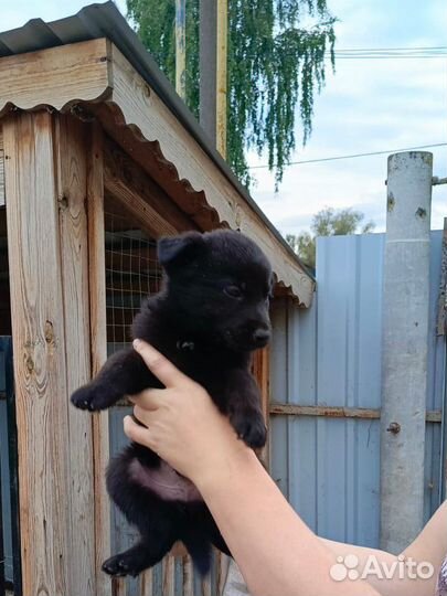 Щенки немецкой овчарки бесплатно