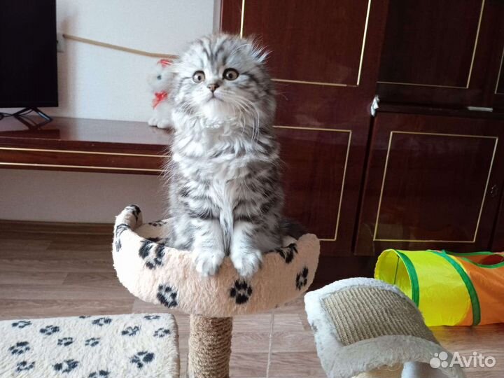 Кот на вязку