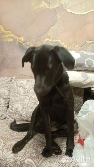 Метис лабрадора