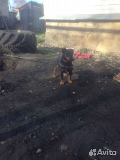 Вязка. ягтерьер