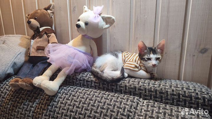 Котёнок в добрые руки