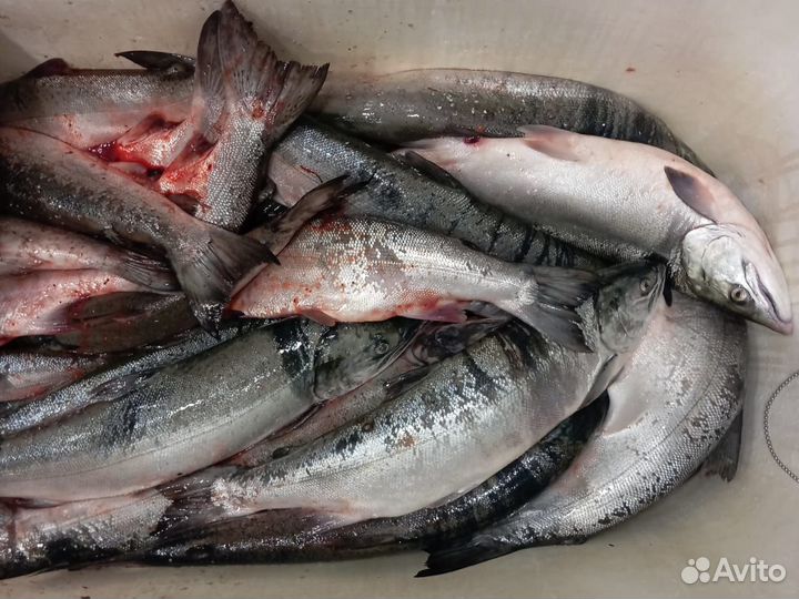 Кижуч серебро с/с