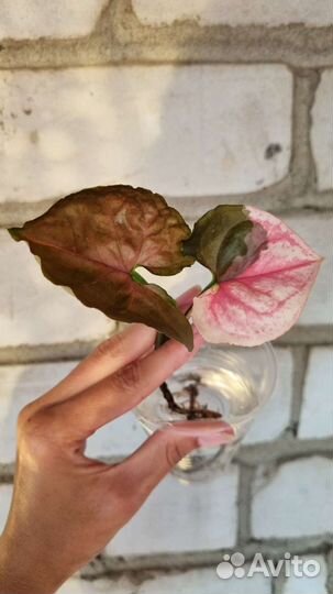 Сингониум Клубничный лед гэлакси