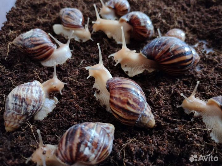 Улитка ахатина иммакулята