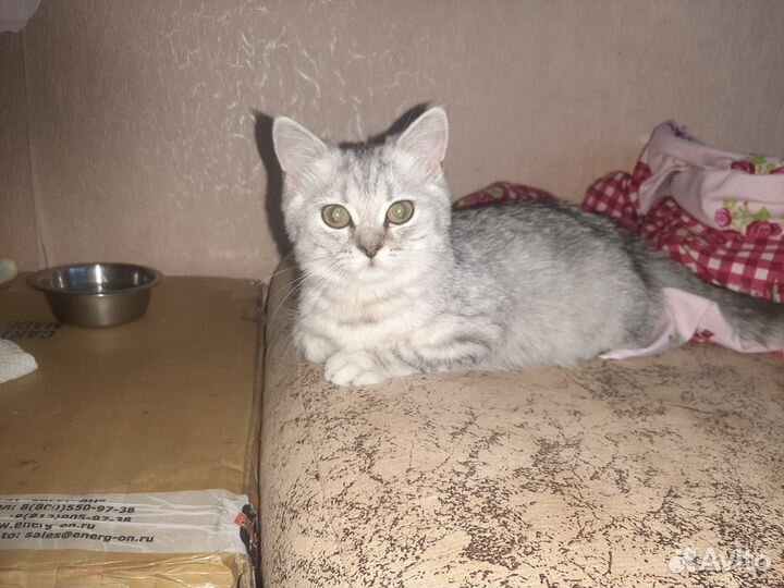 Шотландская кошечка
