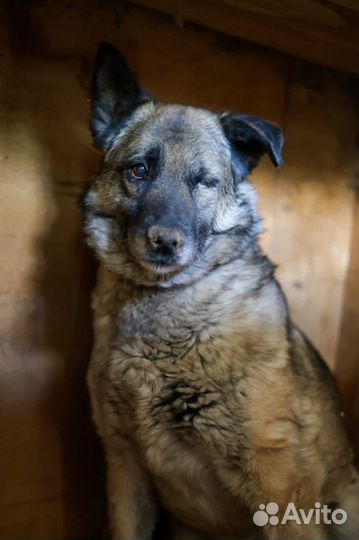 Собака в добрые руки