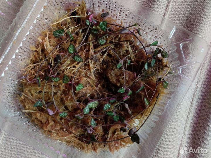 Церопегия,роули,кактус и много ещё