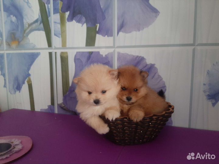 Мини померанский шпиц