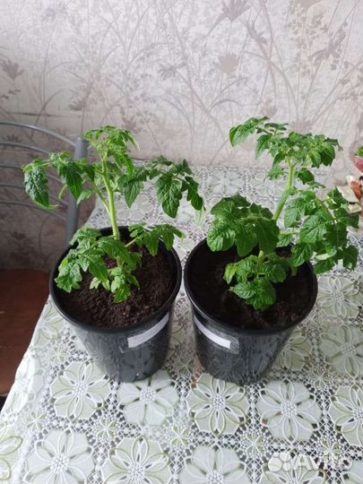 Рассада помидор для балкона и дачи