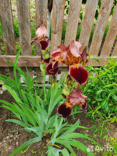 Ирис бородатый