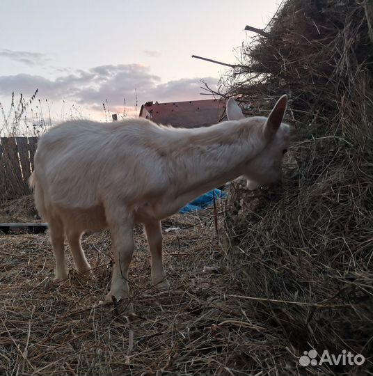 Козы и козлята продажа