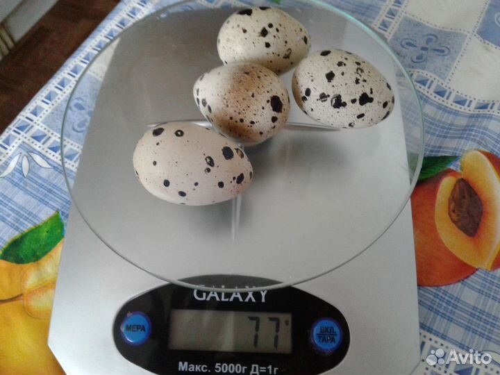 Крупные Только Утренние перепелиные яйца. Тушки
