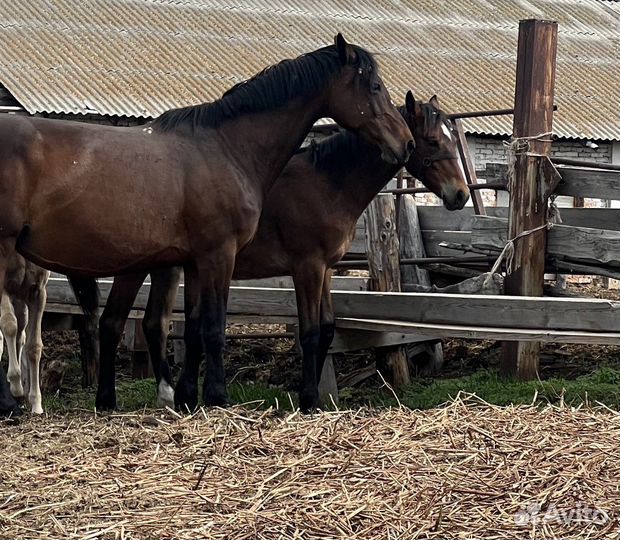 Жеребец, жеребята