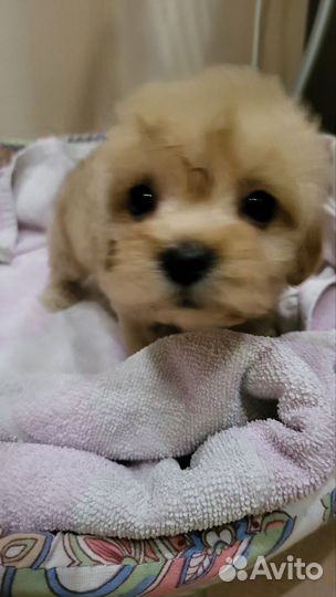 Щенки мальтипу в Сочи