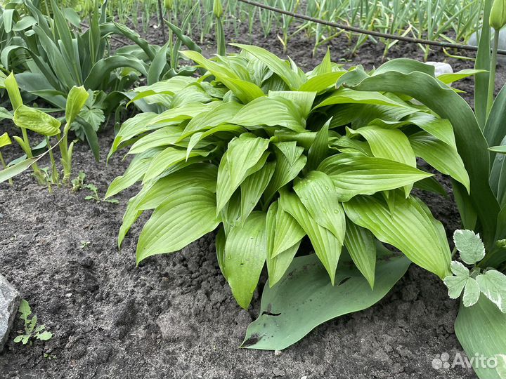 Многолетние цветы