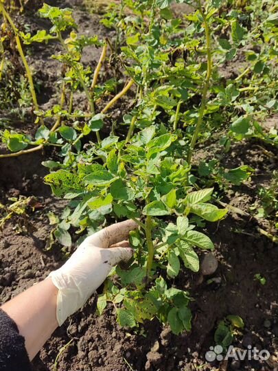 Семенной картофель сарпо мира