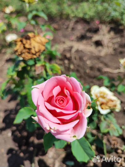 Саженцы плодовых деревьев опт