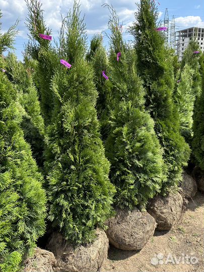 Туя Смарагд