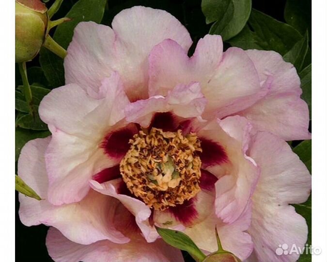 Пион-ито Pastel Splendor