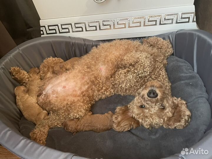 Щенки карликового пуделя