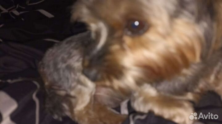 Мини йорик для вязки