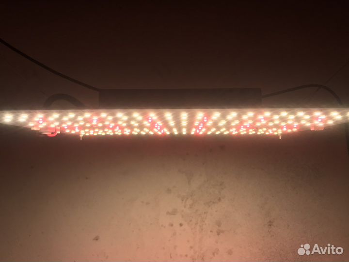 Quantum board 100v фитолампа