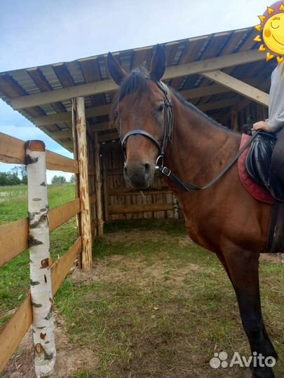 Лошадь продаётся