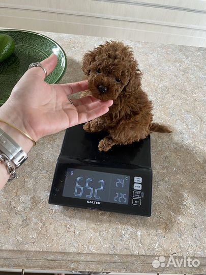 Той-пудель тедди Москва