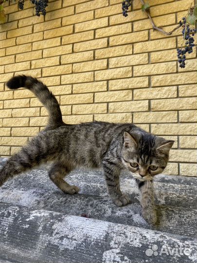 Кошка в добрые руки