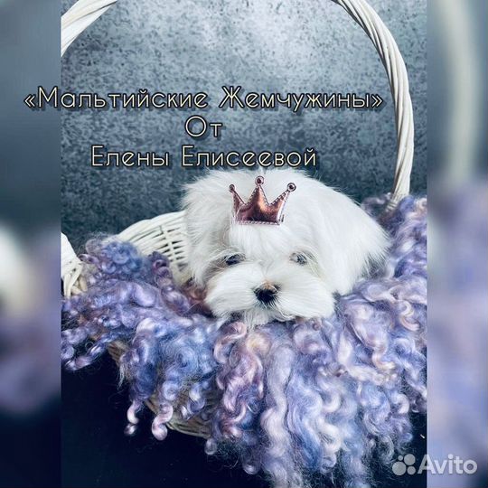 Мальтийская болонка мини