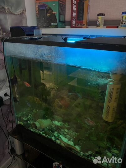 Аквариум 100 литров с рыбками