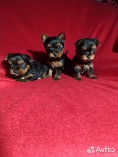 Йоркширский терьер