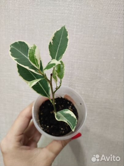 Фикус ретуза гавайская