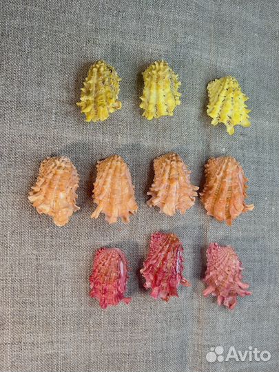 Морские раковины carditidae Cardita crassicosta