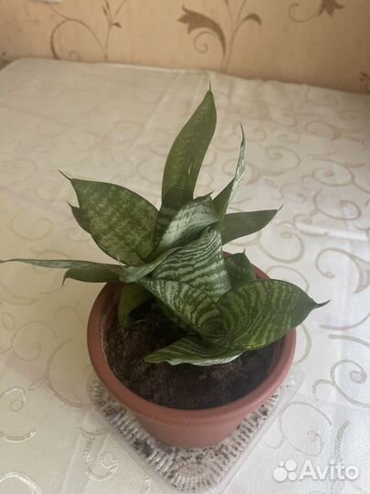 Сансевиерия