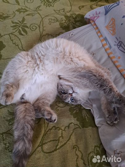 Отдам в добрые руки
