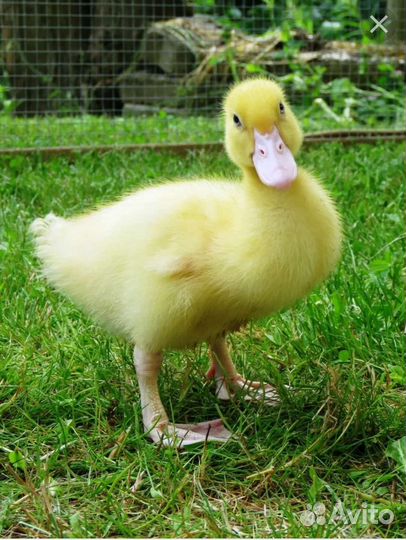 Линда гусята