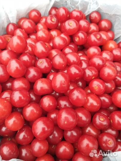 Вишня свежая