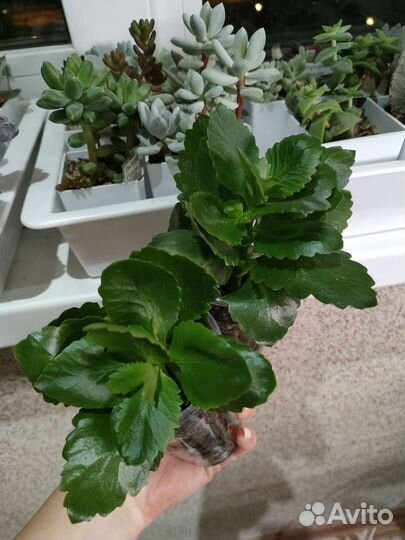 Каланхоэ pinnata