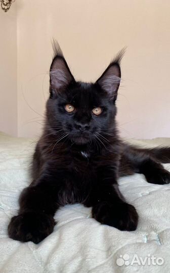 Котенок мэйнкун