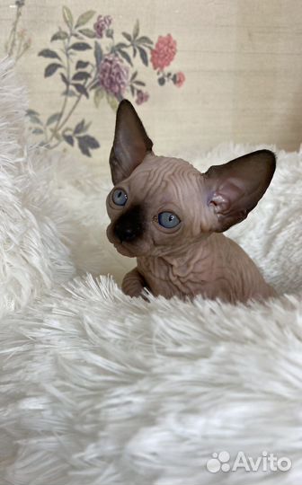 Канадский сфинкс котенок девочка
