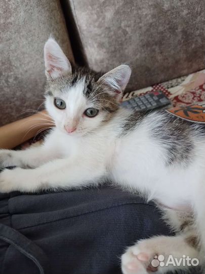 Котёнок девочка