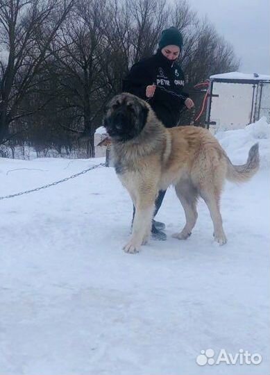 Кавказская овчарка вязка кабель